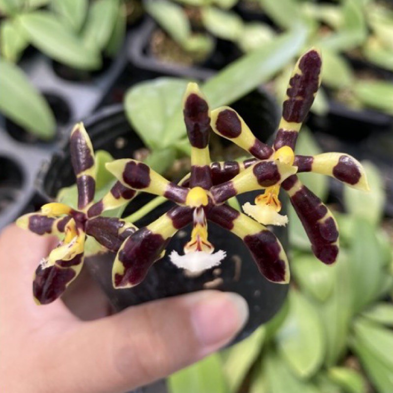 最新上架原生種P.mannii 'Black'*sib 黑曼尼植株漂亮如圖蝴蝶蘭