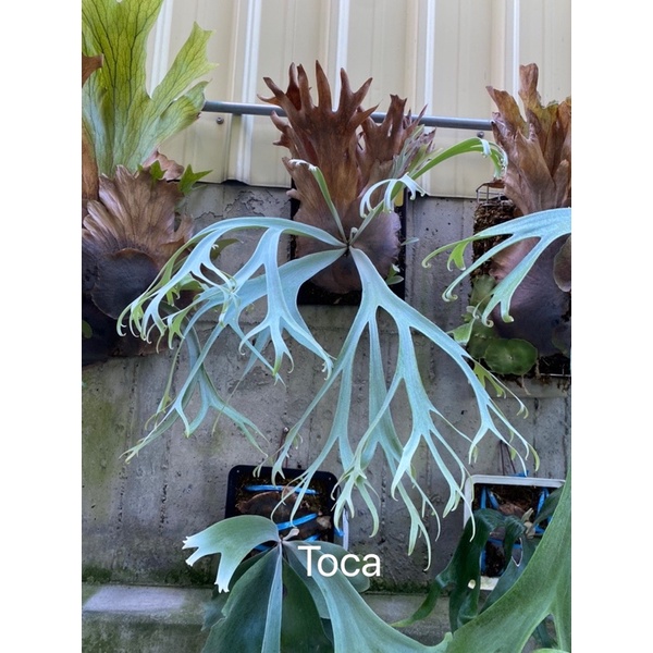 【親株】 P. willinckii 月光爪哇 P.willinckii 月光爪哇 from @comolebi_plants デカい！ でも