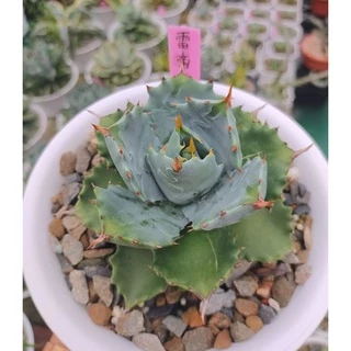 雷帝- 優惠推薦- 2025年4月| 蝦皮購物台灣