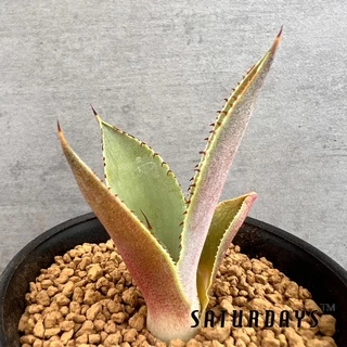 低価，定番人気 子株 Agave 圓葉瓜達 guadalajarana Round アガベ