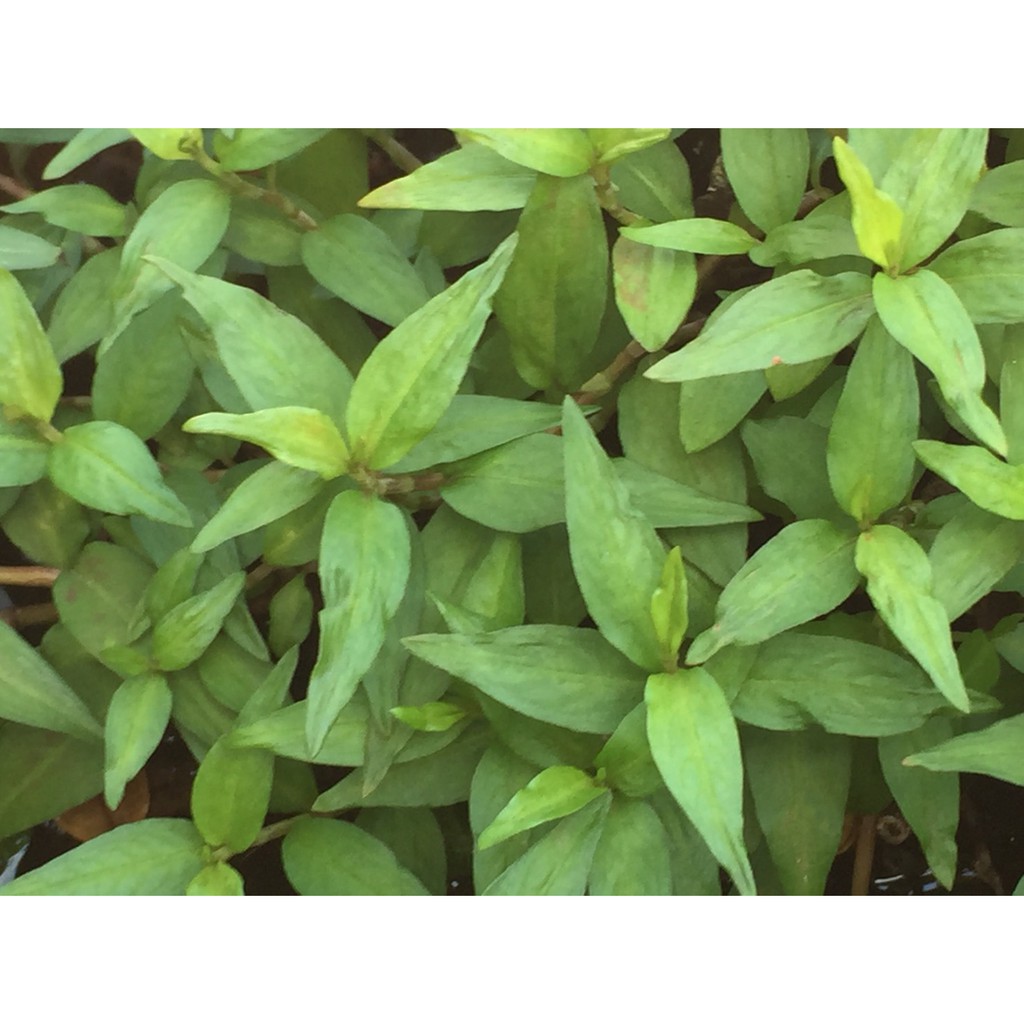 香辣蓼無根枝條(又稱越南芫荽 叻沙葉 越南香菜 香料 )，每株5公分以上剪頭出貨，水上葉出貨 | 蝦皮購物