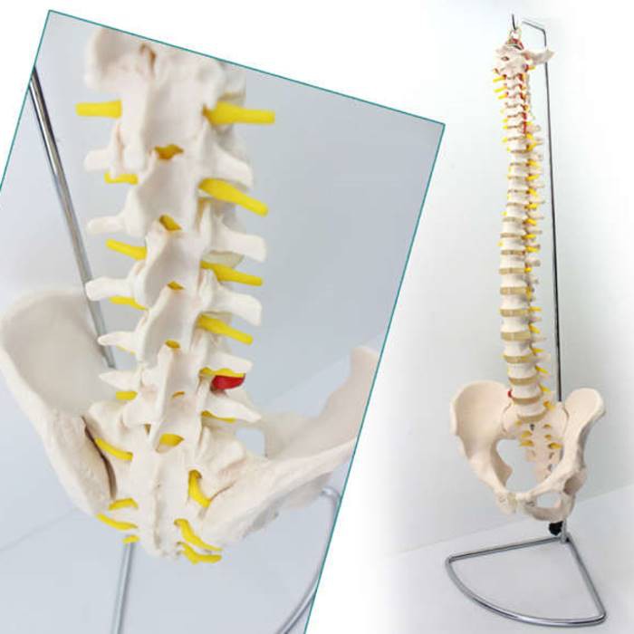 (ENOVO-209) 歐洲版人體脊柱模型1:1脊椎頸椎胸椎腰椎骨盆正骨模型