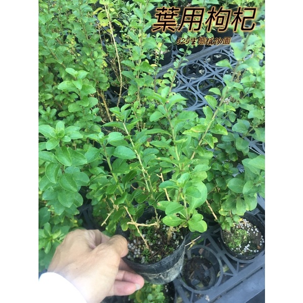 525生態植物園』葉用枸杞（無刺，葉可供食用） | 蝦皮購物