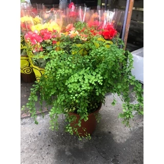 花花世界_室內盆栽 * 鐵線蕨* 6吋盆/高12-30cm/MA