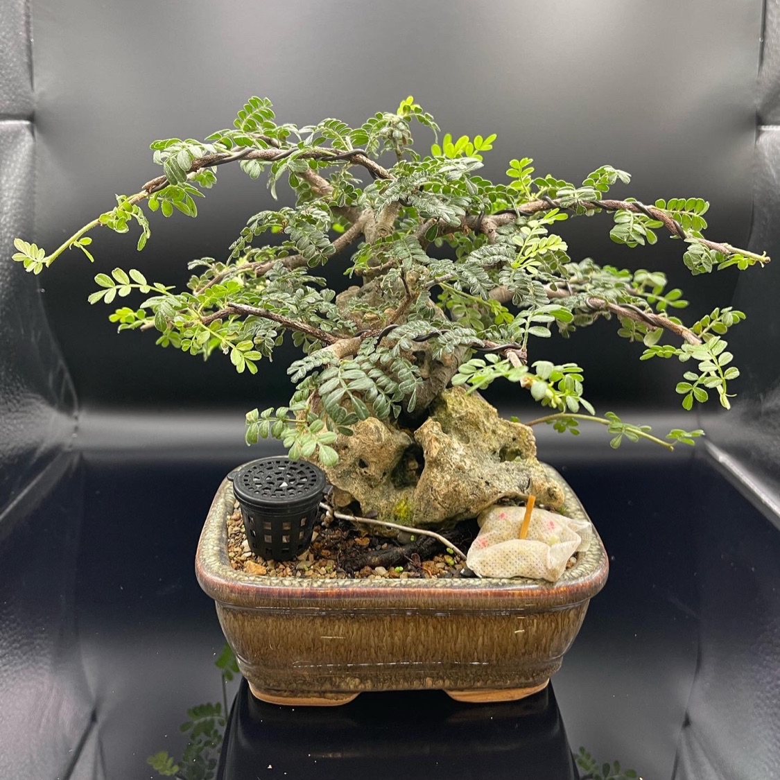 P.Willinckii cv Sailor Mars正側芽| 蝦皮購物