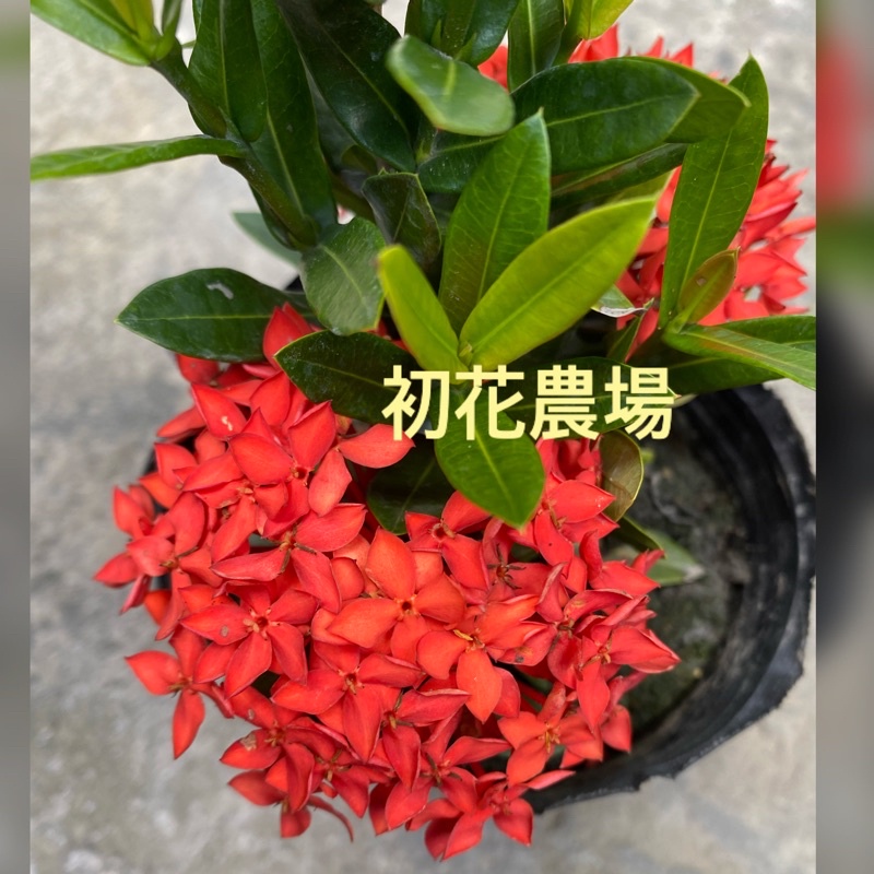 初花農場2店|仙丹|矮仙丹｜煙火仙丹｜斑葉仙丹｜3寸黑軟袋/6寸盆|室外植物｜觀花植物|冬天會黃葉｜ | 蝦皮購物