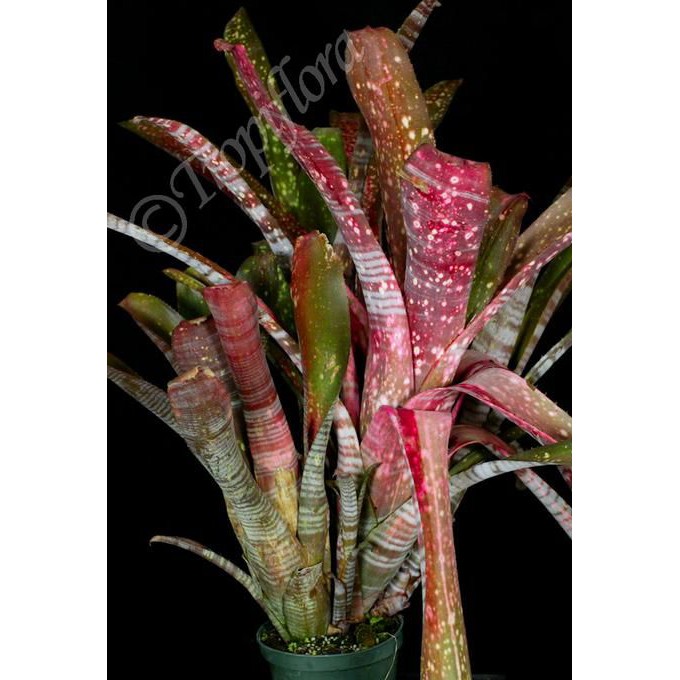 Billbergia amoena var. viridis 水塔屬 積水鳳梨 斑馬線條 星空斑點 觀葉植物 天南星參考 蝦皮購物