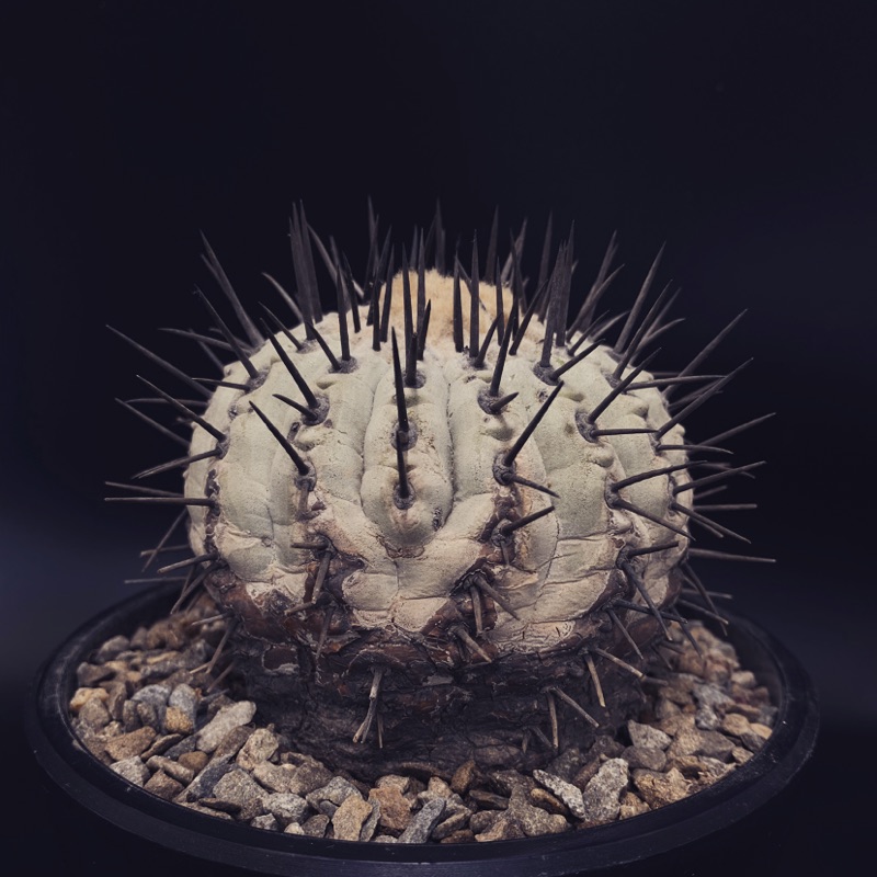 isla del pescado - Euphorbia gatbergensis-鷲卵丸