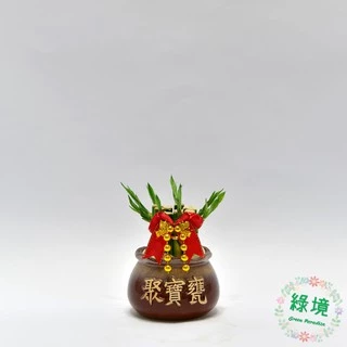 快速出貨 盆栽 水耕 開運竹 富貴竹 招財 聚寶盆 水耕植物 步步高升 幸運竹