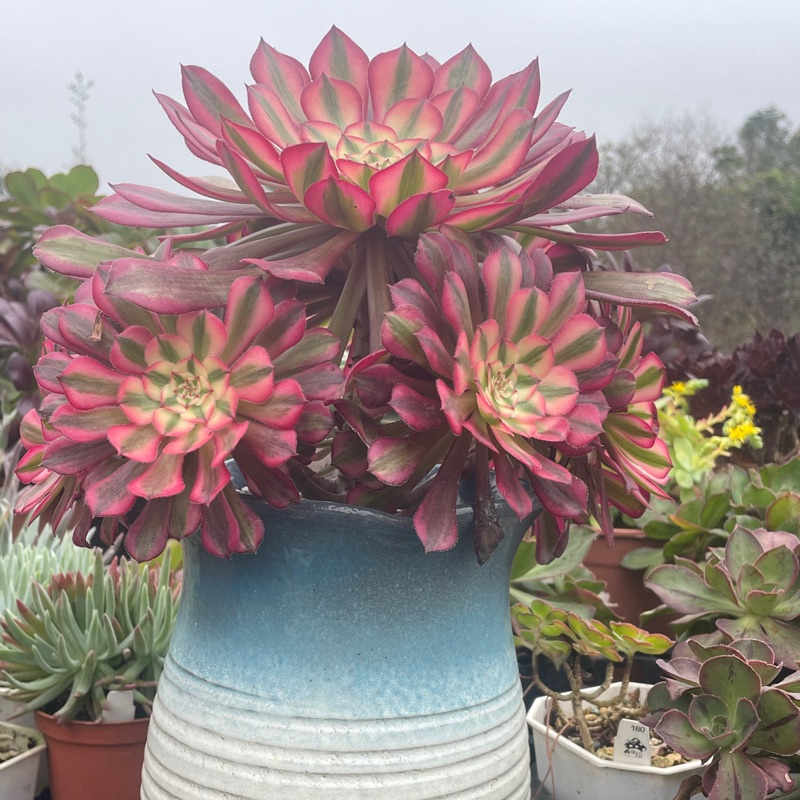 🌵 🍄Ting多肉植物園🌵韶華法師| 蝦皮購物