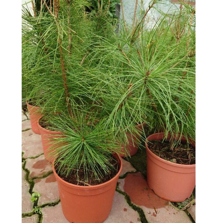 東大興農場五葉松6吋盆觀賞盆栽觀葉植物綠化植物庭園樹樹苗| 蝦皮購物