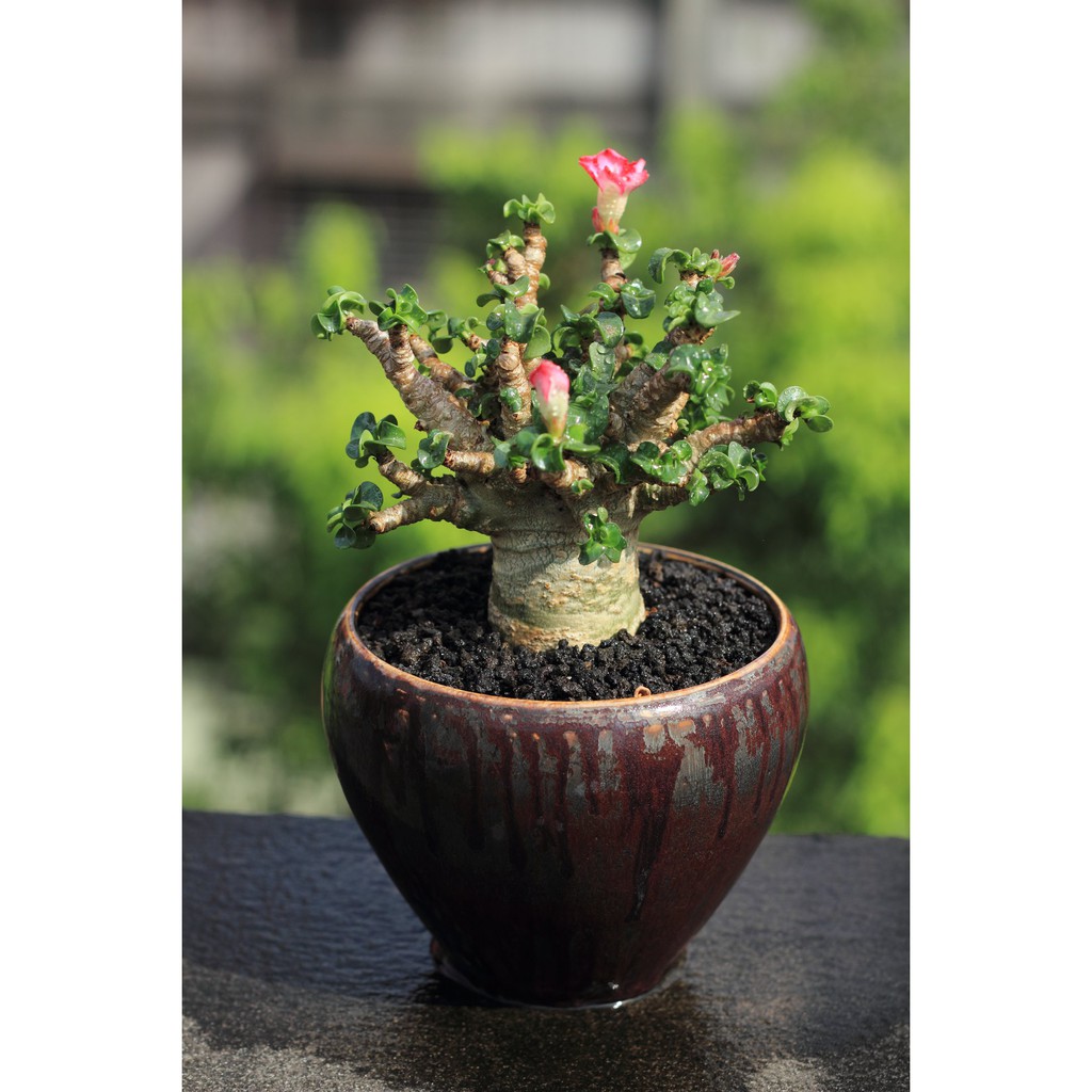 raw life factory植木鉢 （新品】Raw Life Factory □ 角鷹