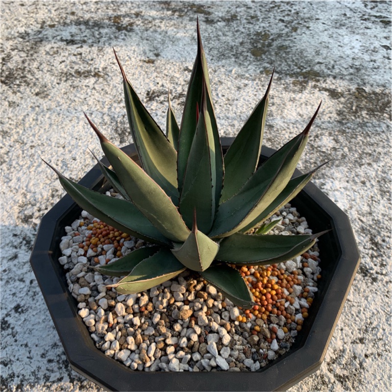 三十三間堂 側芽 龍舌蘭 Agave