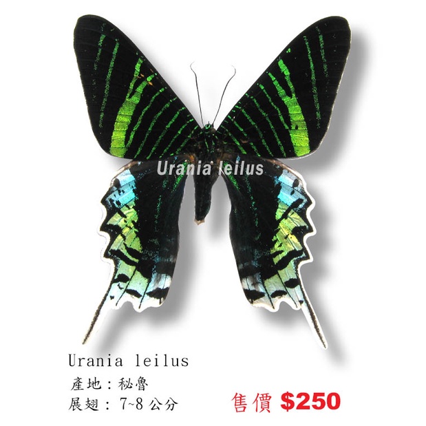 蟲新發現╭○-○╮蝴蝶標本A1~劍尾燕蛾展翅7~8CM 產地：秘魯