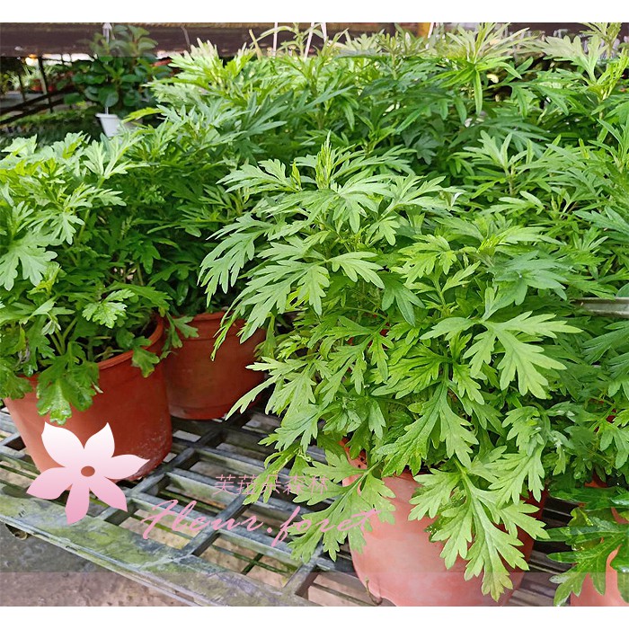 芙菈朵森林 艾草 平安草 北美銀艾 銀艾 龍艾 香艾草 …