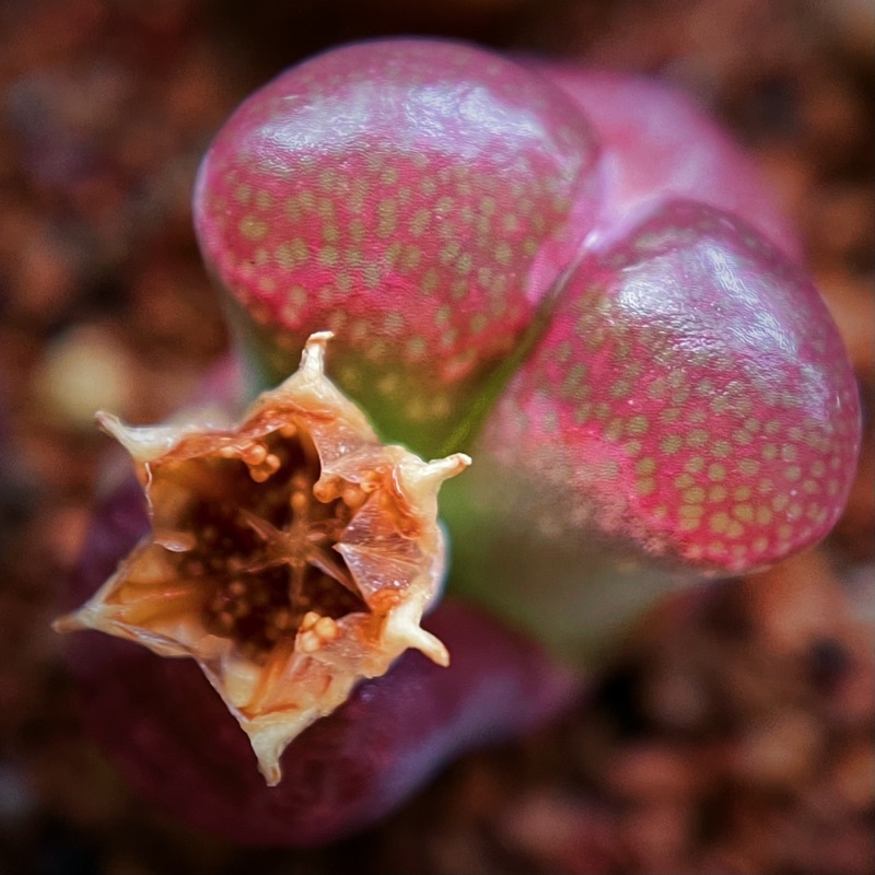 種子5粒大型紅風鈴玉Conophytum friedrichiae CM10コノフィツム多肉