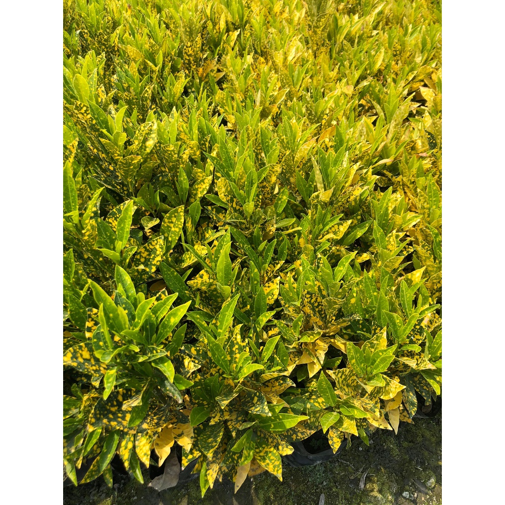 花花世界-綠籬植物*灑金變葉木苗(1組10棵)* 3吋黑軟盆/高10-15cm/色彩鮮豔明亮/MA | 蝦皮購物