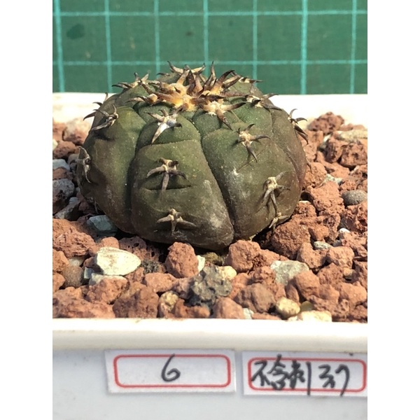 貓爪天平丸(短刺)Gymnocalycium spegzzinii v.unguispinum: 露養實生株