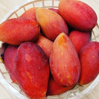 台南玉井 新鮮愛文芒果 一箱10斤 mango 在叢黃 玉文 玉井囝仔
