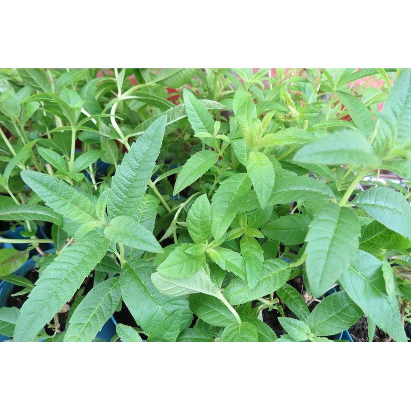 茂豐~盆栽 檸檬馬鞭草 Lemon Verbena 三吋$40 五吋$120 | 蝦皮購物