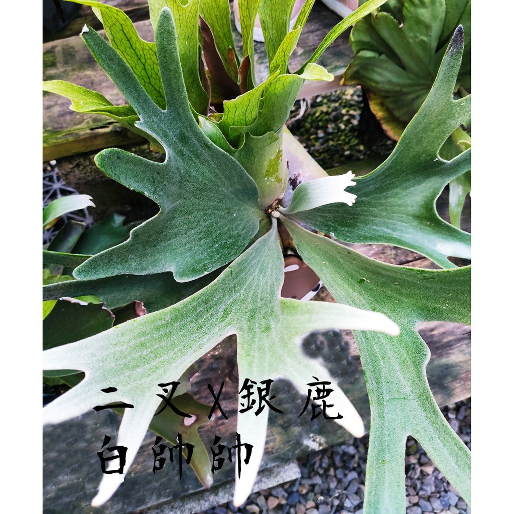 柯比植物》P (veitchii × bifurcatum)'white & shine' 二叉x銀鹿白帥帥