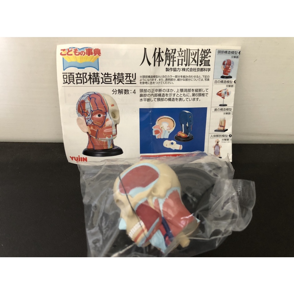 絕版Yujin 人體解剖圖鑑第一彈單售頭部構造/齒模/神經解剖頭骨