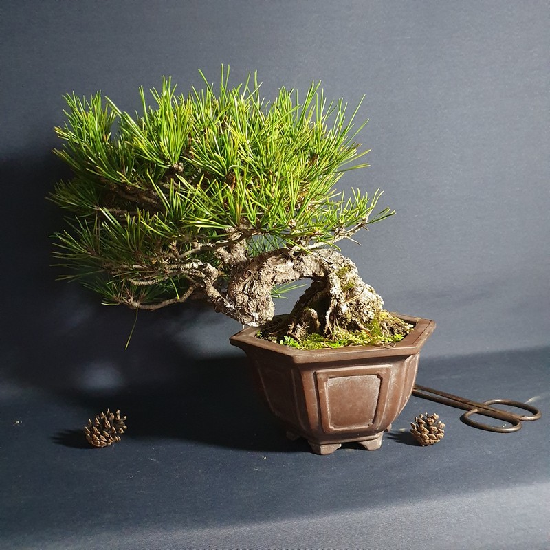 中品盆栽】六角盆型--半懸崖黑松13cm {松菓先生} | 蝦皮購物