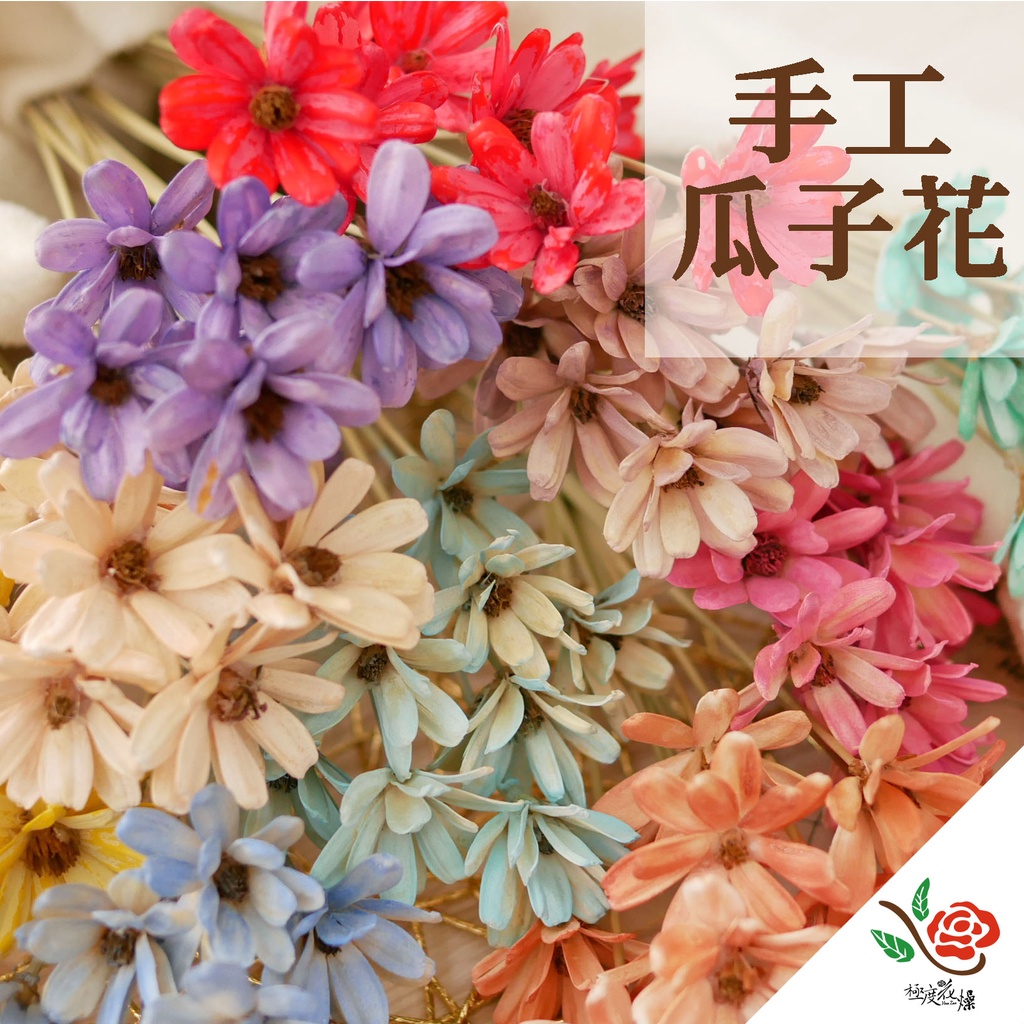 瓜子花 手工花 極度花燥 花材 主花 永生花 乾燥花 不凋花 小雛菊 雛菊 瑪格麗特 SOLA 新年 情人節 2026 | 蝦皮購物