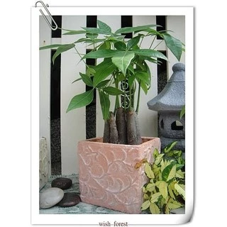 WISH FOREST【招財植物。招財樹(馬拉巴栗)】。店面開幕。室內栽種~