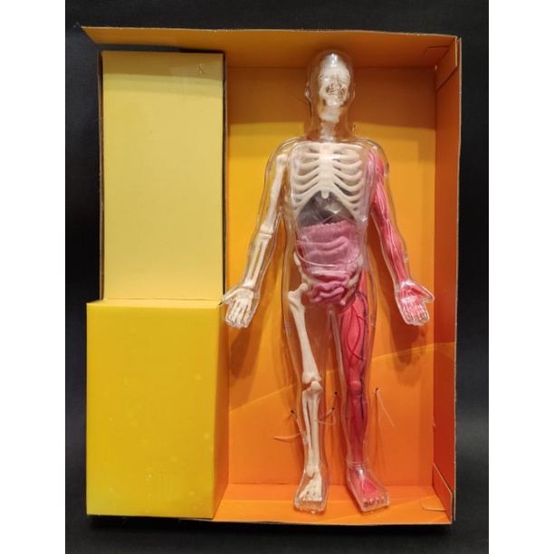 STEAM SmartLab - Squishy Human Body 人體透視模型 /人體模型教具 | 蝦皮購物