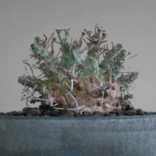 Euphorbia hadramautica 波葉大戟大戟多肉塊根| 蝦皮購物