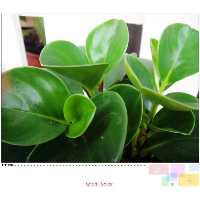 WISH FOREST 圓葉椒草耐陰植物盆栽
