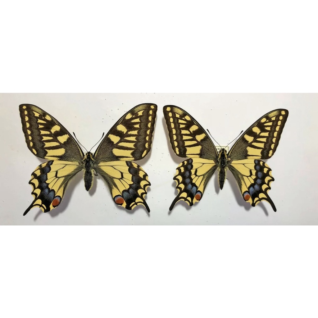 昆蟲標本 Papilio machaon venchuanus 黃鳳蝶 未展乾貨三角紙包裝 蝴蝶🦋