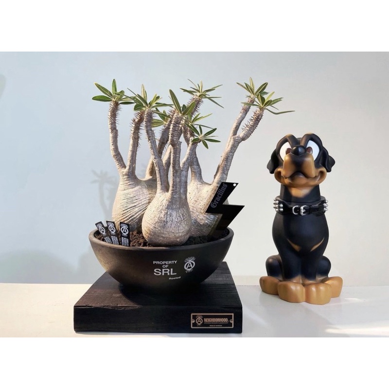 NEIGHBORHOOD SRL . BOWL-M / P-PLANT POT 黑膠盆 象牙宮 龜甲龍 現貨在店