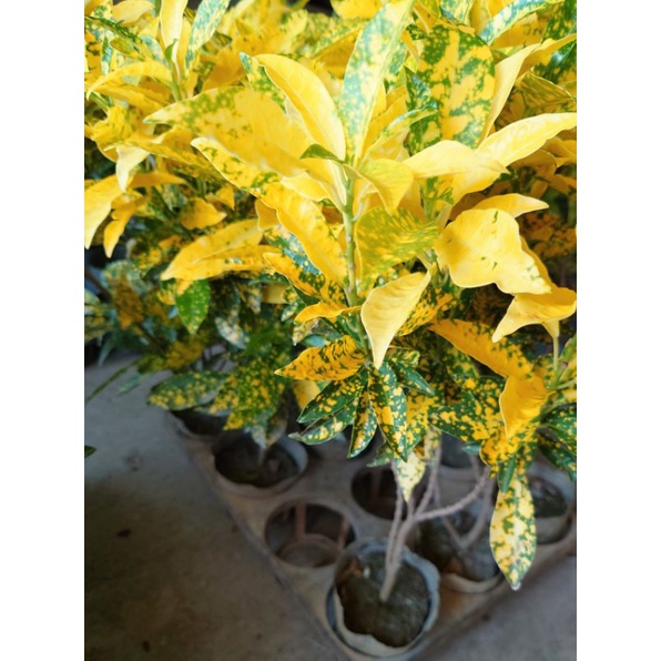東大興農場 撒金變葉木 變葉木 3吋袋苗 觀賞盆栽 觀葉植物 綠化植物 | 蝦皮購物