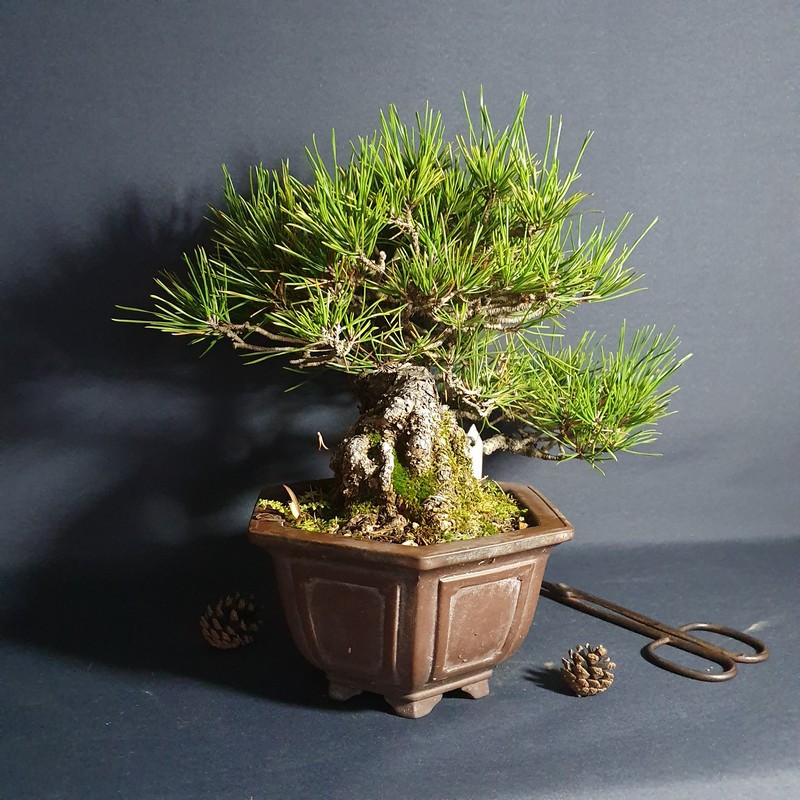 中品盆栽】六角盆型--半懸崖黑松13cm {松菓先生} | 蝦皮購物
