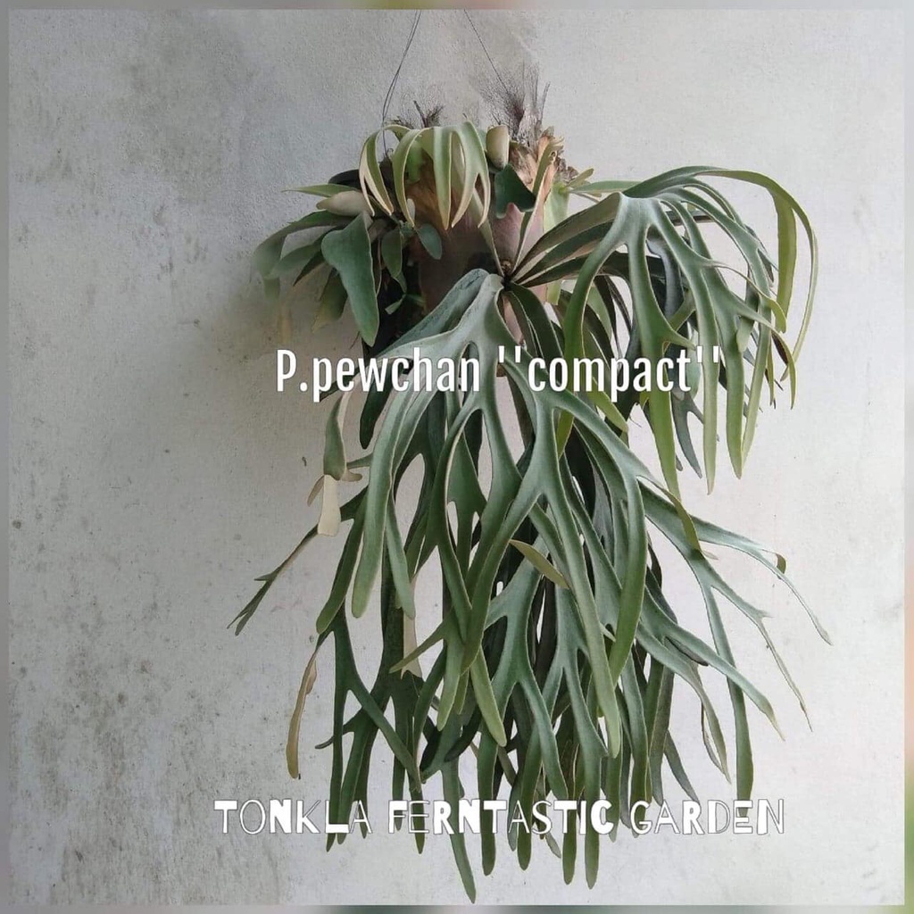 ビカクシダ 希少種 P.Pewchan(pup spore) 【公式通販】