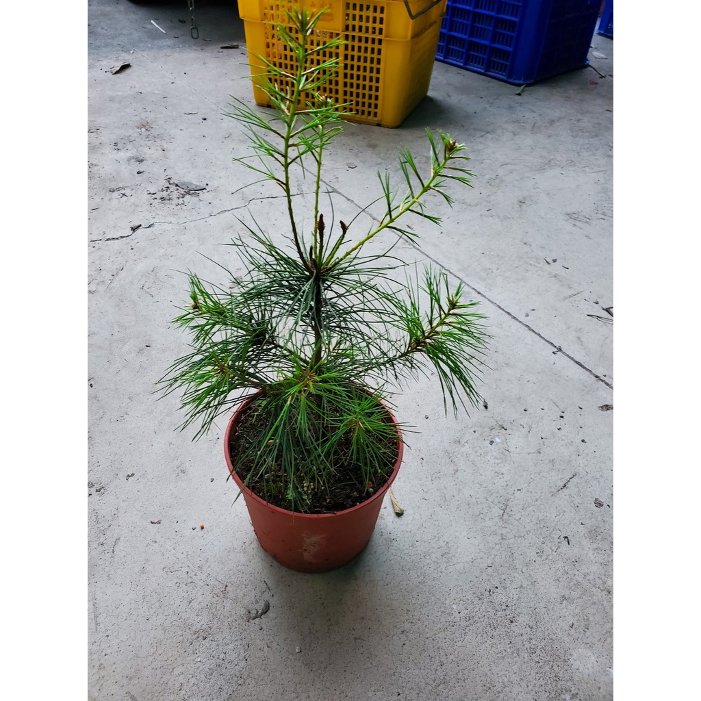 李家果苗 五葉松 6吋盆 景觀樹 高度20-30公分 單價180元 特價160元 | 蝦皮購物