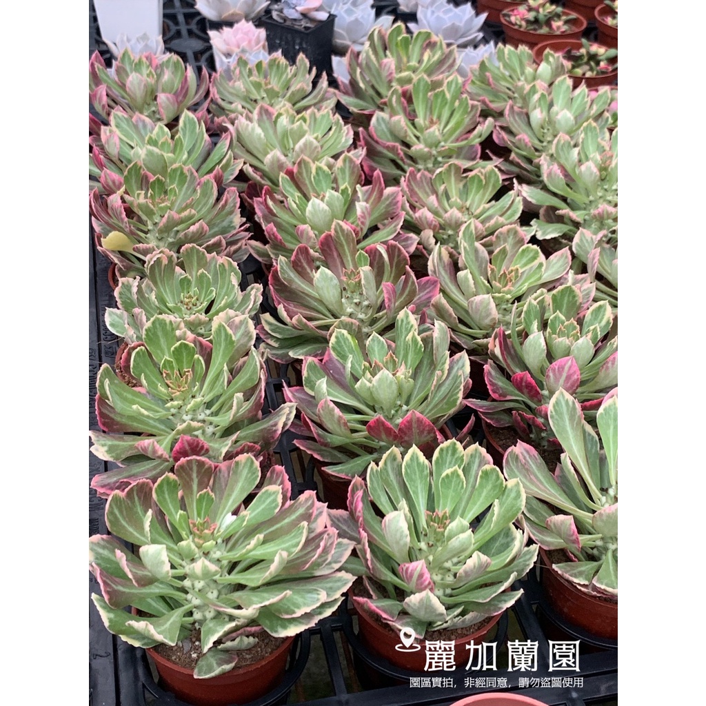 麗加-蒼龍閣錦(翡翠閣錦)-多肉植物-美斑錦品-數量不多-稀有限量 | 蝦皮購物