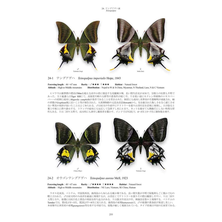 蝶標本。テングアゲハ。メス。ベトナム産 - 虫類