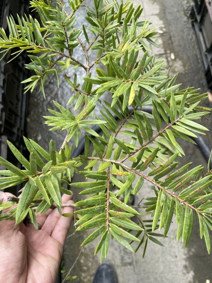 霏霏園藝臺灣油杉一棵特價250元原價300元 | 蝦皮購物