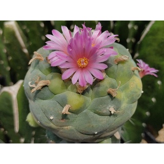 扁平白肌銀冠玉 疣銀冠玉的價格推薦- 2025年12月| 比價比個夠BigGo