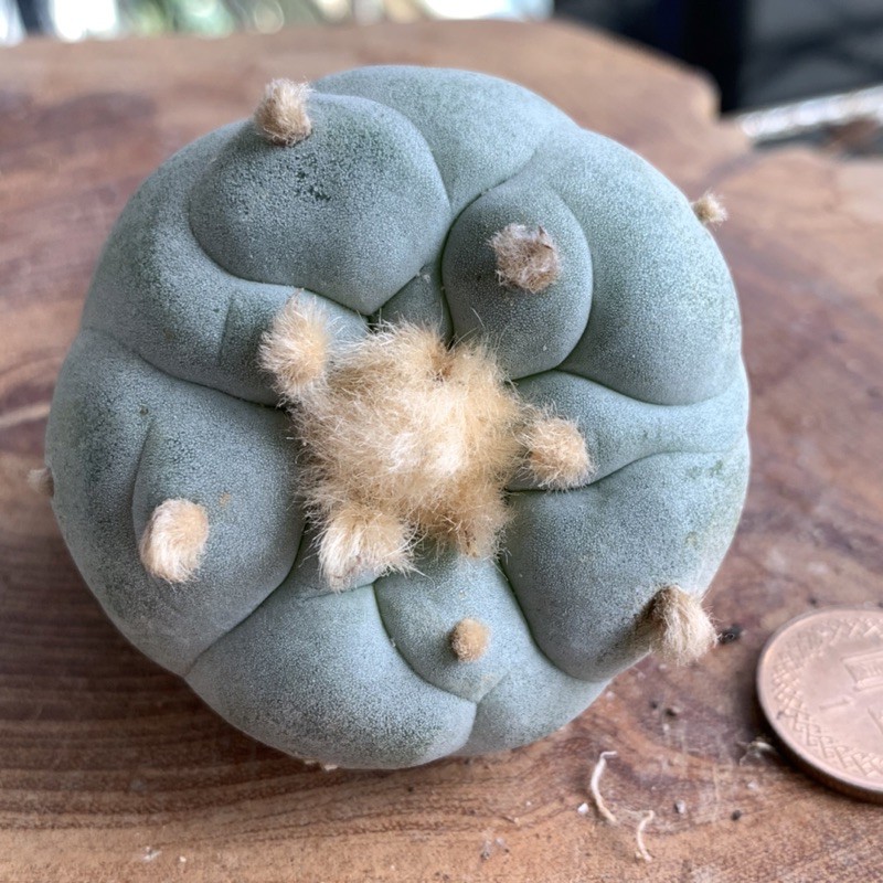 白肌疣銀冠 肉多多～超白肌大疣銀冠玉| 蝦皮購物