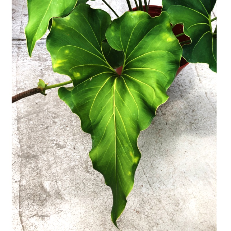 Anthurium  ferrierense 'Crisped'|