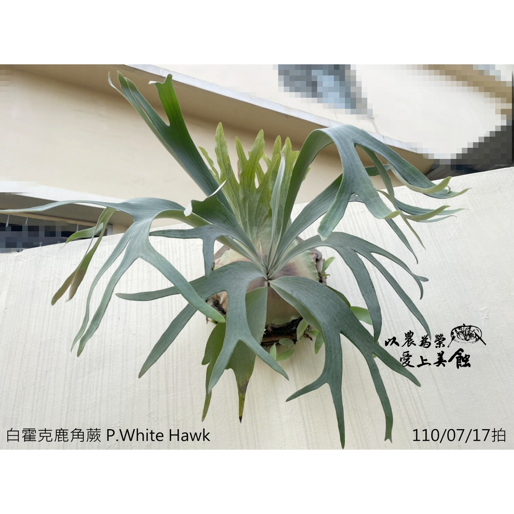 鹿角蕨 - 白霍克鹿角蕨 P.white hawk (爪哇交深綠交二叉Wllinckii x Diversifolium