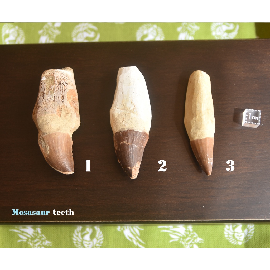 【滄龍】真品 滄龍牙 Mosasaurus（帶牙根）牙齒化石 白堊紀 摩洛哥 爬蟲類 自然科學 恐龍 古生物學 | 蝦皮購物