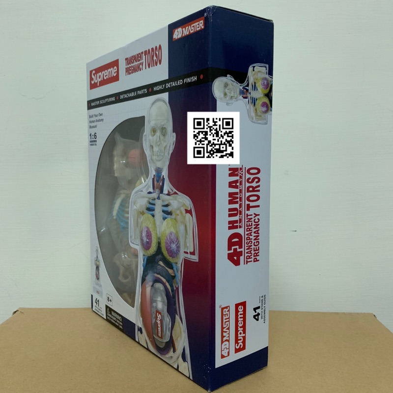 Supreme 人體模型TRANSPARENT PREGNANCY TORSO Anatomy Model