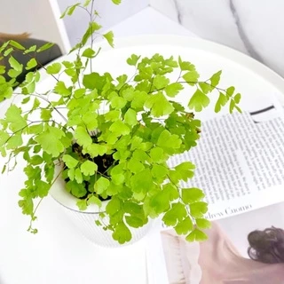 原植｜鐵線蕨·少女的髮絲·銀杏蕨·居家質感·療癒植物