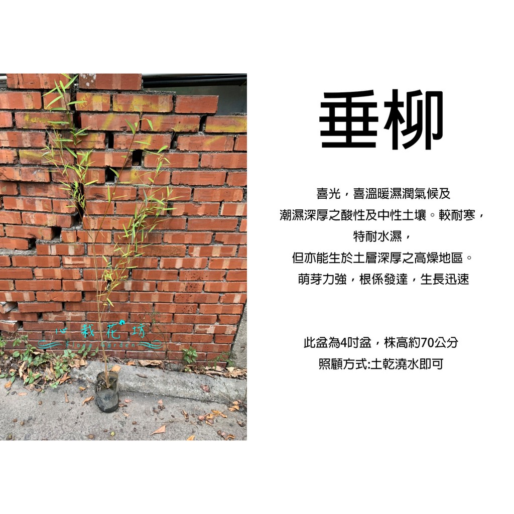 垂柳 - 優惠推薦 - 2026年8月 | 蝦皮購物台灣