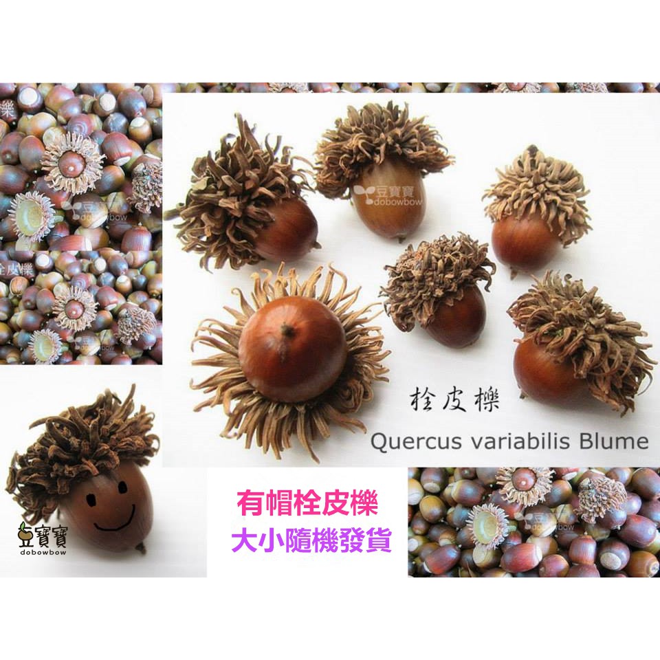 豆寶寶 殼斗科 栓皮櫟 橡實 種子手作材料 種子收藏 | 蝦皮購物
